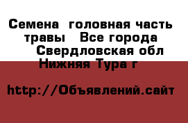 Семена (головная часть))) травы - Все города  »    . Свердловская обл.,Нижняя Тура г.